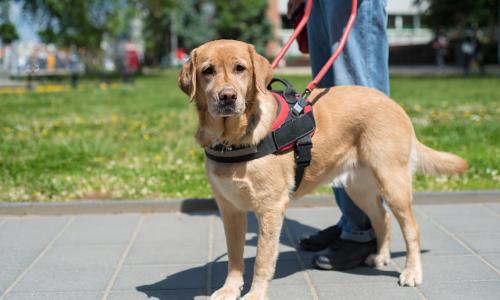 Service dog on a harness