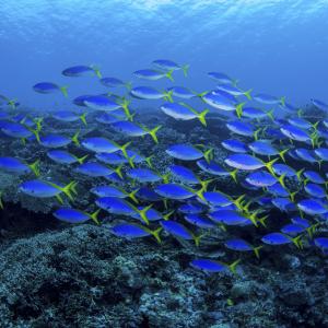 A school of bright blue and yellow fish.