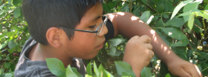 a young boy looking inside of a bush