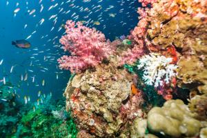 Coral reef starting to bleach