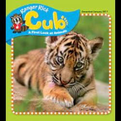 Photo of tiger cub