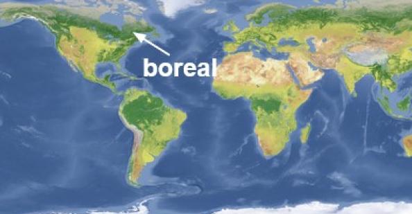 Boreal forest on map