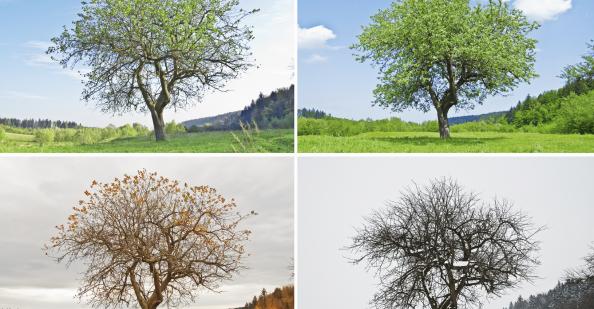 Tree in four seasons