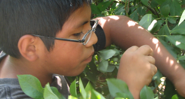 a young boy looking inside of a bush