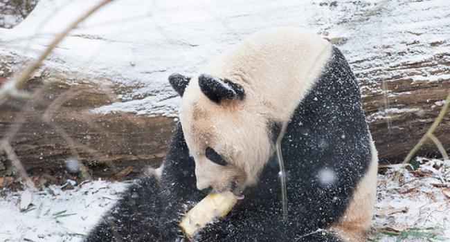 A panda bear in the snow